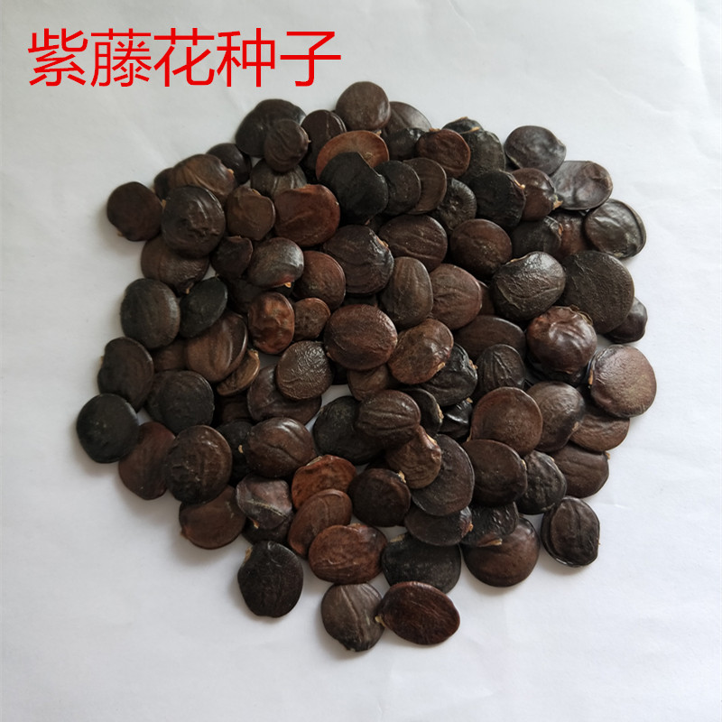 庭院爬藤类花卉种子 紫藤种子 紫藤花种子 朱藤 招藤 招豆藤 藤萝