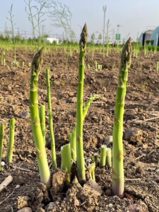 芦笋根苗种植苗小苗老根种根种籽子孑根种四季秋天阳台盆栽