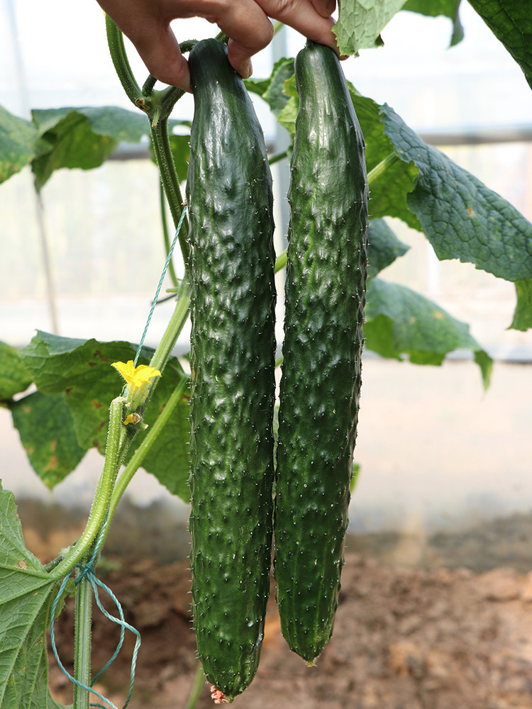 黄瓜种籽种子早熟高抗病高产春夏季秋播露天大棚种蔬菜籽种孑