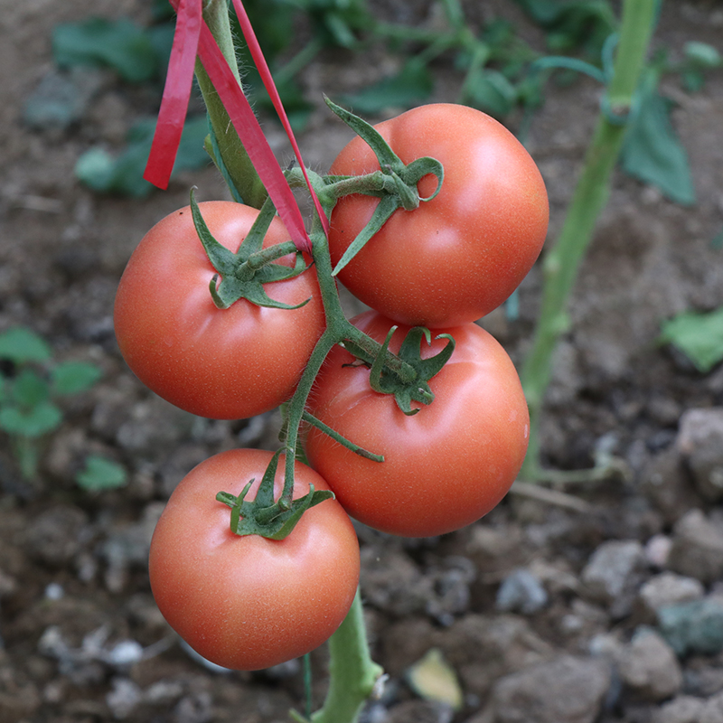 普罗旺斯番茄种子苗大西红柿