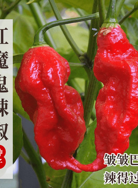 魔鬼椒辣椒苗种子特辣涮涮辣秧苗带土老品种超辣高产本地印度籽