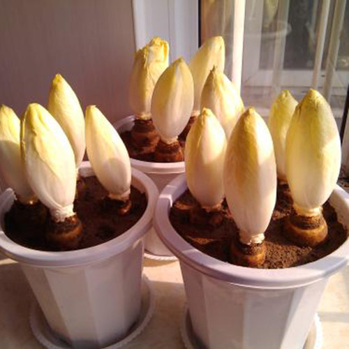 金玉兰菜种籽菊苣种根四季