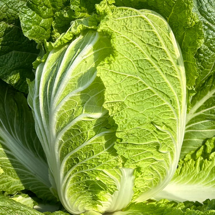 夏阳大白菜种籽耐热种子黄心夏秋王籽种抗热耐高温夏秋季大全