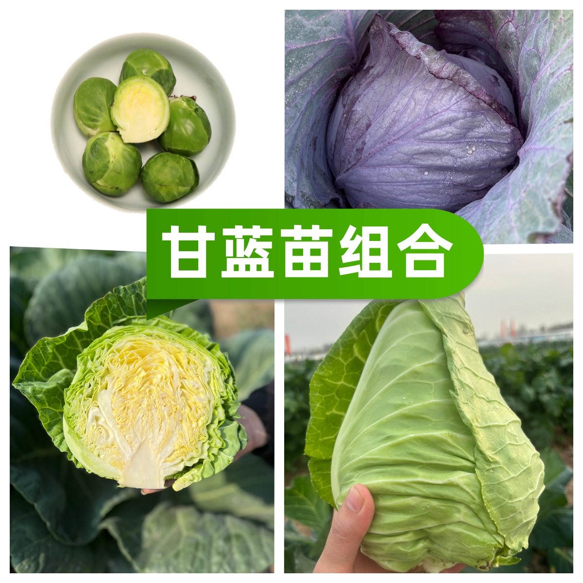山东寿光甘蓝苗绿孢子包菜羽衣包子抱子牛心盆栽种苗菜秧菜苗