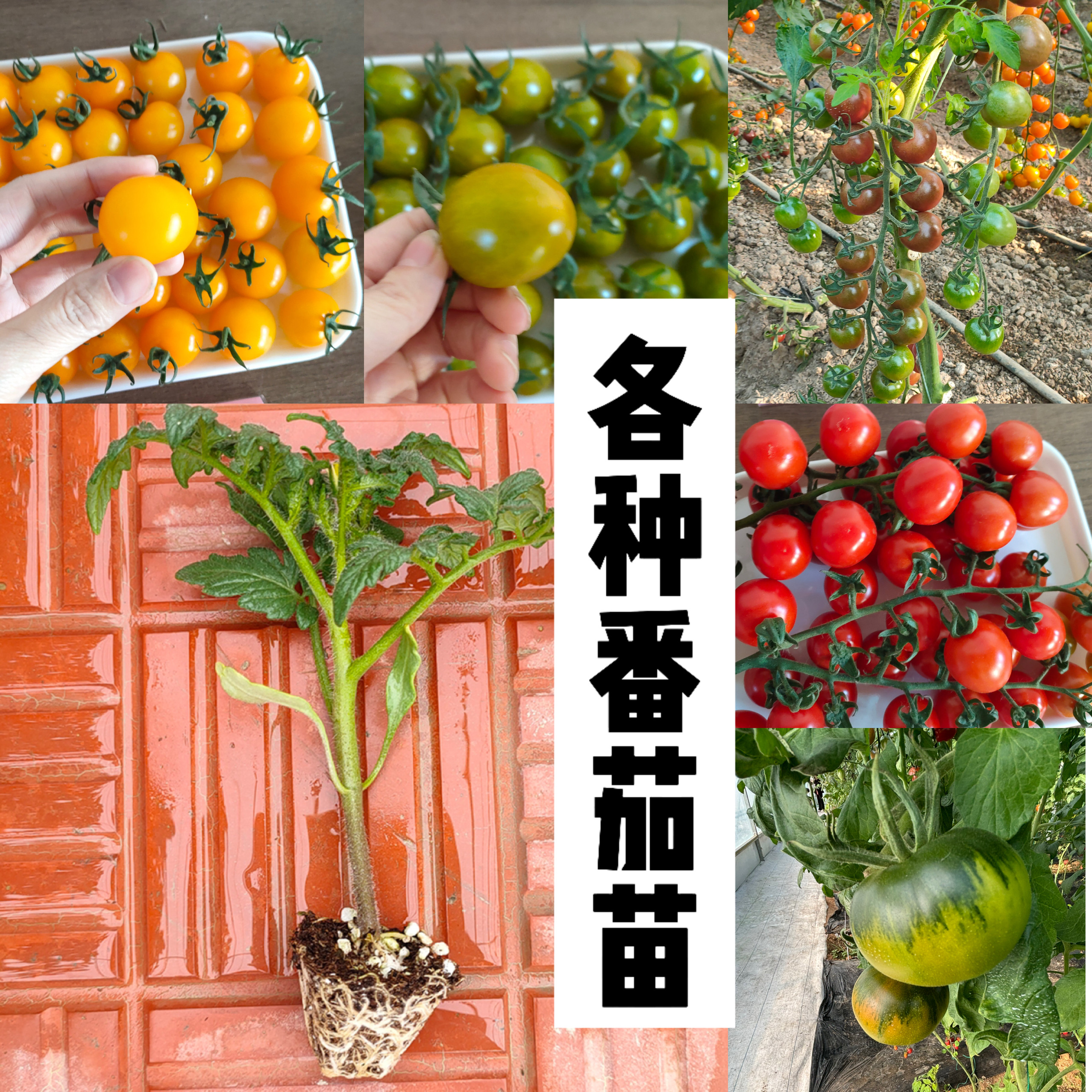 番茄苗秧超甜千禧果矮生樱桃小西红柿黑珍珠圣女果水果盆栽阳台