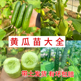 老品种黄瓜苗带土秧玉女水果小青瓜趴地爬地本地嫁接四季大全夏天