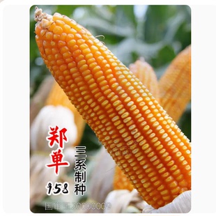 国产郑单958玉米种籽饲料种子优质高产杂交良特大大田春季 孑 正品