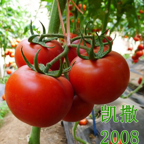 大果番茄种子西红柿高产