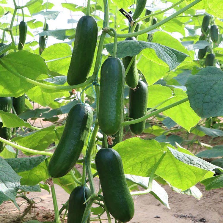 荷兰雅美特2188迷你小水果黄瓜种子无刺四季高产蔬菜种籽孑仔