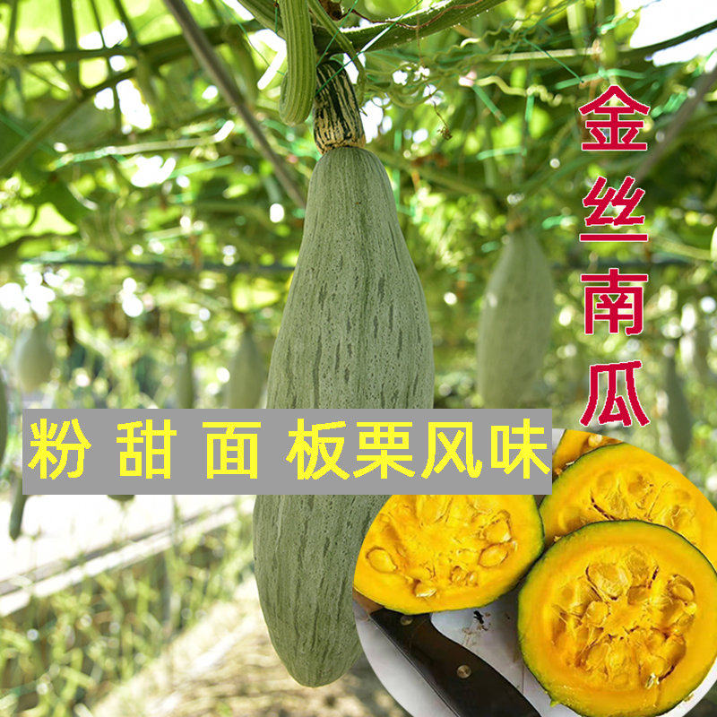 新疆贵族南瓜种子丑瓜种籽苗板栗味贝贝板粟孑高产面甜小板粟春季
