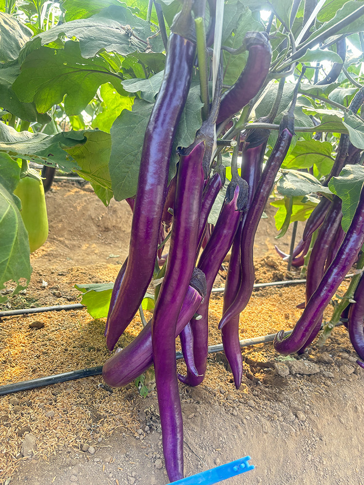 杭茄种籽苗紫红色长茄子种子线茄种孑早熟高产春秋季盆栽蔬菜秧