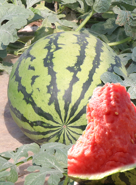 甜王西瓜种籽特大早熟超甜春夏蔬菜种子瓜果苗孑南方四季嫁接苗秧