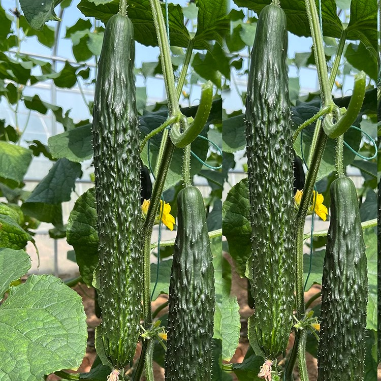 黄瓜种籽高产春夏秋露天大棚