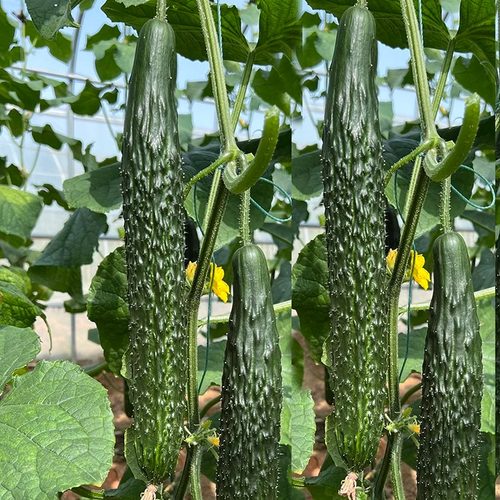 黄瓜种籽高产春夏秋露天大棚