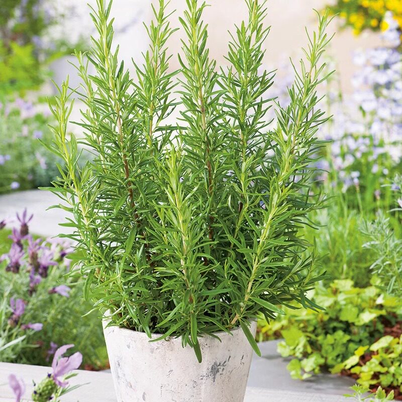 迷迭香苗带土球秧苗盆栽天竺葵可食用香草室内植物四季阳台图片