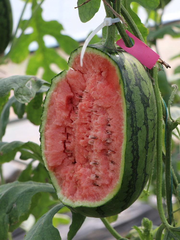 早春红玉西瓜种籽子孑苗2k礼品小春天秧苗子阳台盆栽嫁接瓜苗种植