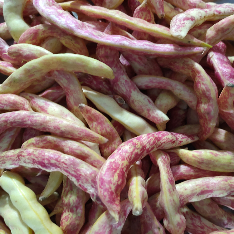 黄金勾豆角种籽无筋架豆春秋播