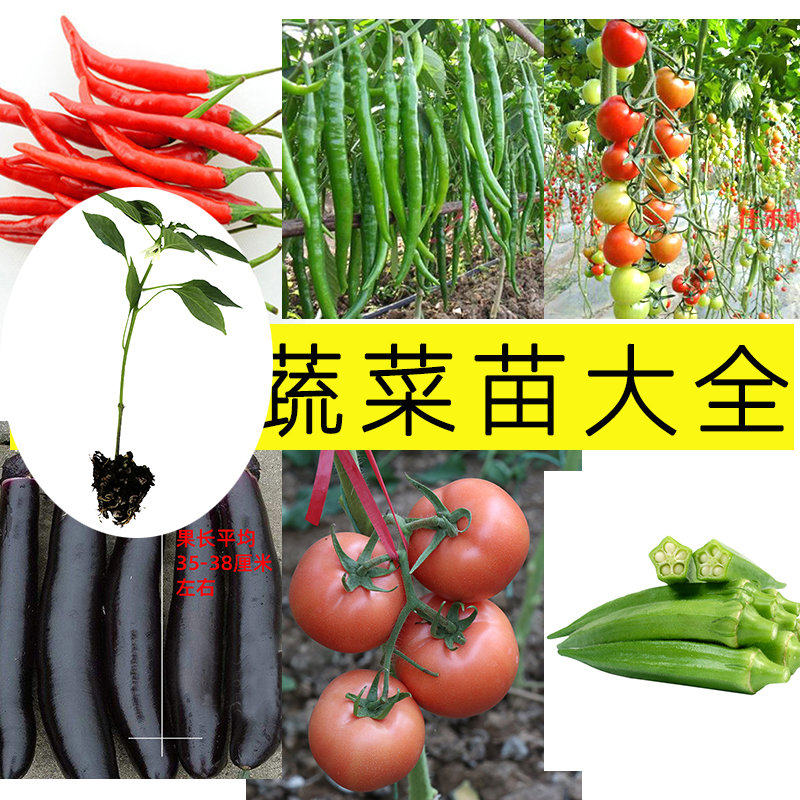 寿光千禧果番茄苗带土秧苗圣女果辣椒大西红柿茄子秋葵四季阳台