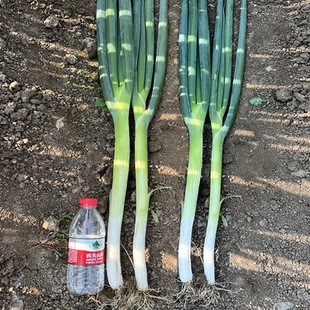 铁杆大葱葱种日本钢葱种籽种子葱籽籽种高产春秋播四季蔬菜种孑