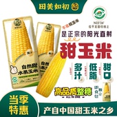 纯蒸袋 2025当季 自然甜水果玉米棒健康即食真空免煮快速低脂