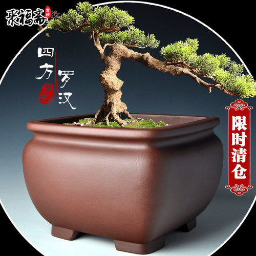 紫砂盆景盆长方形马槽文竹菖蒲