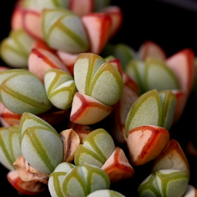 碧玉莲 Braunsia maximiliani