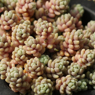 大姬星美人 【黄绿色变种】 Sedum dasyphyllum 'Lilac Mound'