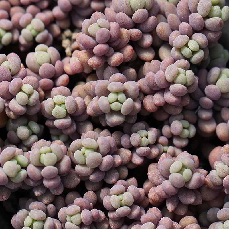 大姬星美人 【蓝紫色变种】 Sedum dasyphyllum 'Lilac Mound'