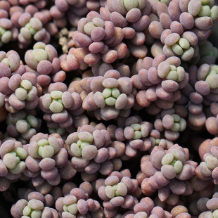 大姬星美人 【蓝紫色变种】 Sedum dasyphyllum 'Lilac Mound'