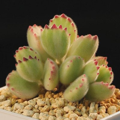 熊童子白锦 Cotyledon tomentosa White Variegated 一物一拍