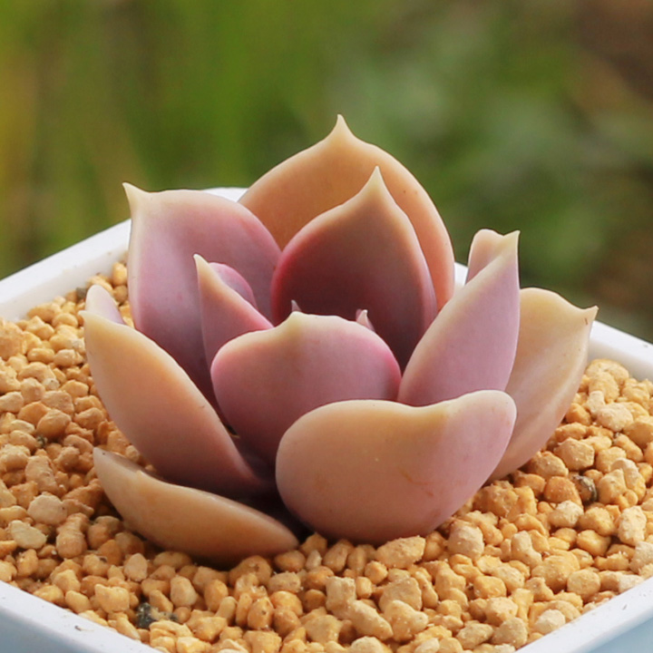 紫珍珠景天科多肉植物满58包邮