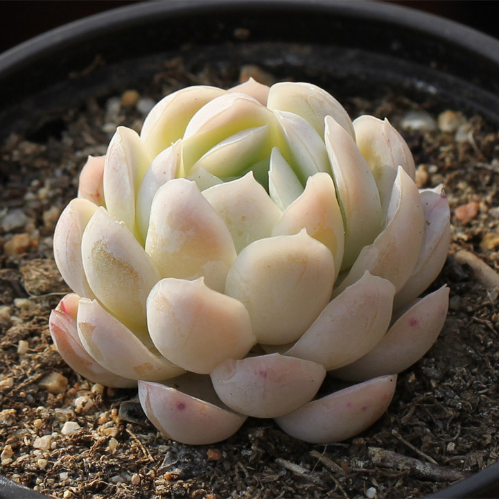 冰莓 Echeveria Rasberry ice 月影系多肉植物