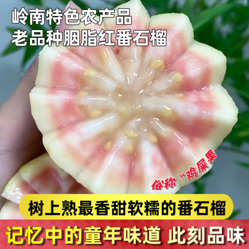 广州增城胭脂红芭乐树上熟红心番石榴粉嫩软糯香甜鸡屎果孕妇顺丰