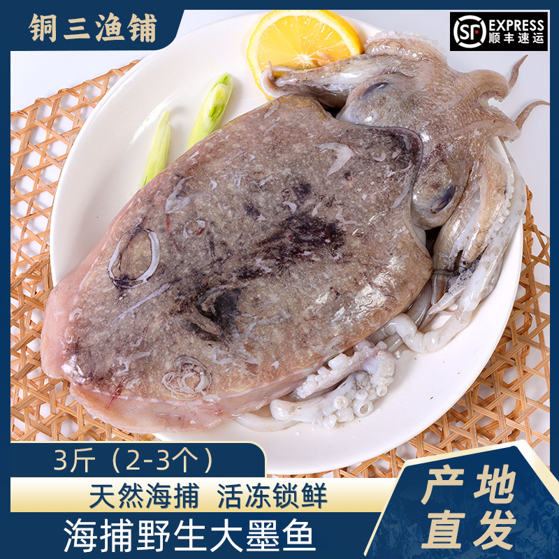 新鲜墨鱼仔巨型乌贼鲜活超大目鱼墨斗鱼八爪鱼墨鱼蛋 即食