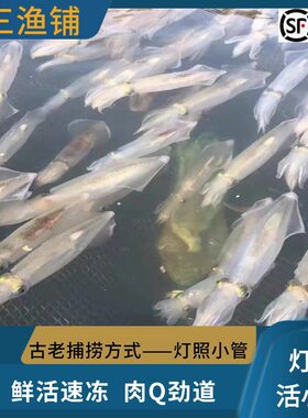 东山岛灯照活小管海兔子小笔管鱼鲜活冷冻水产乌墨章鱼活冻海捕