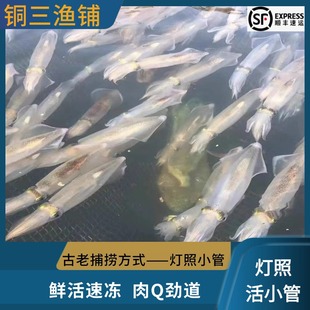 东山岛灯照活小管海兔子小笔管鱼鲜活冷冻水产乌墨章鱼活冻海捕