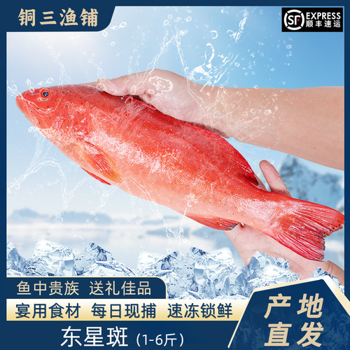 东山岛每日现捕东星斑新鲜活红石