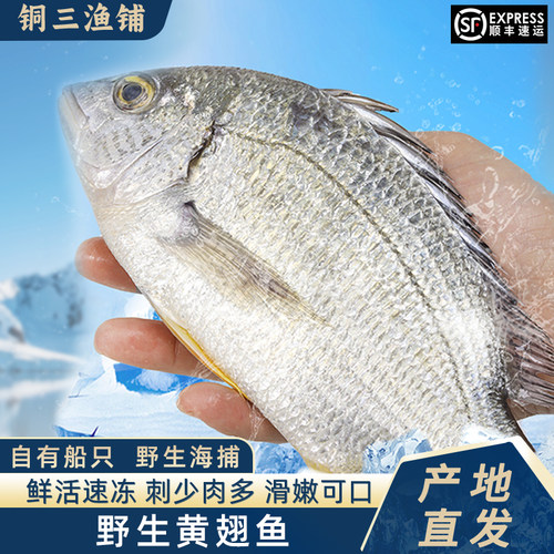 新鲜黄翅鱼海捕黄脚立黄立鱼海鲜