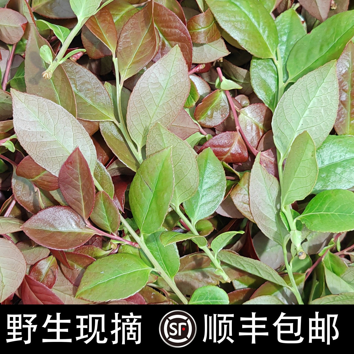 野生乌饭树叶新鲜乌稔叶乌米南烛叶黑米饭大乌叶头茬幼芽榨汁食用