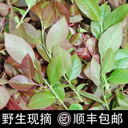 野生乌饭树叶新鲜乌稔叶乌米南烛叶黑米饭大乌叶头茬幼芽榨汁食用