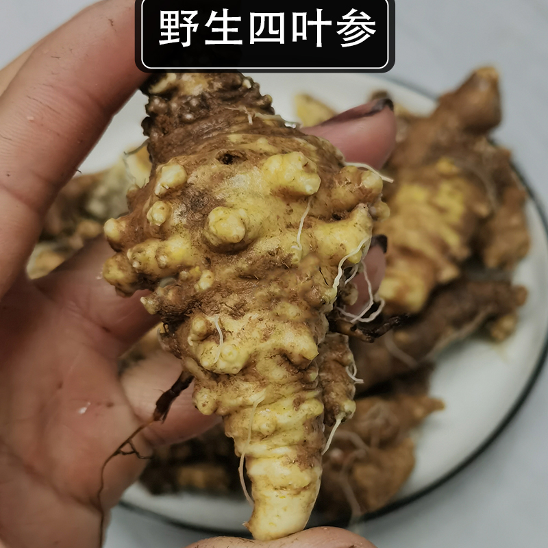 野生新鲜山海螺四叶参羊乳根参土党参中药材干货无硫新货包邮