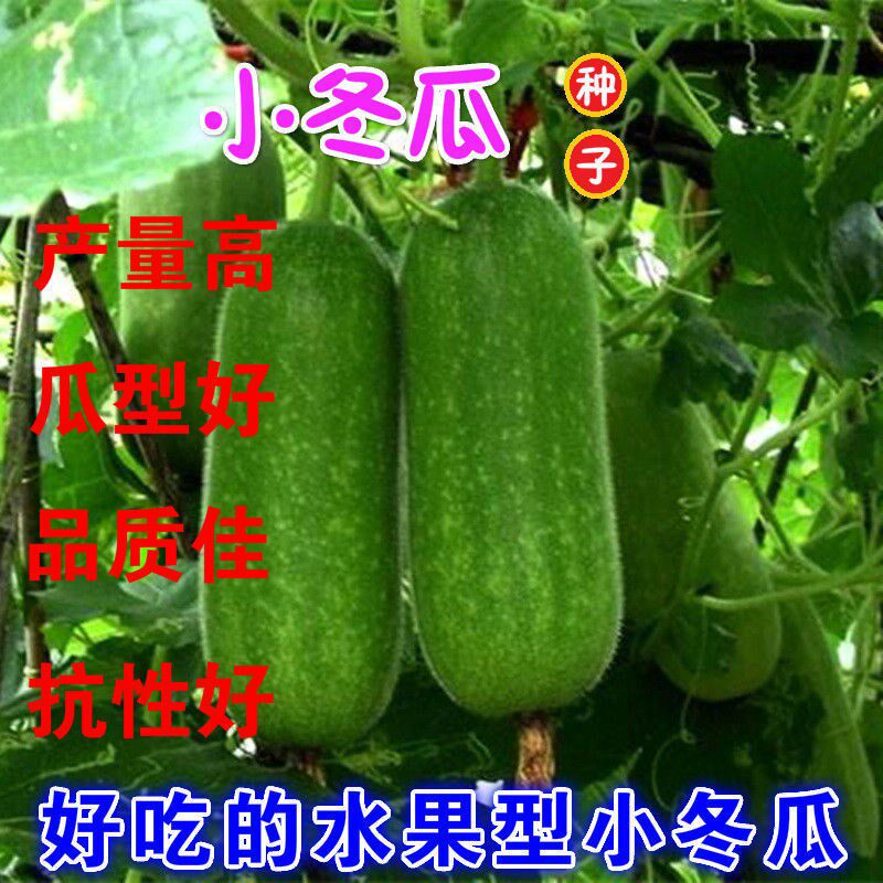绿春早熟小冬瓜种籽脆嫩小东瓜种子高产抗病强四季播阳台庭院种植