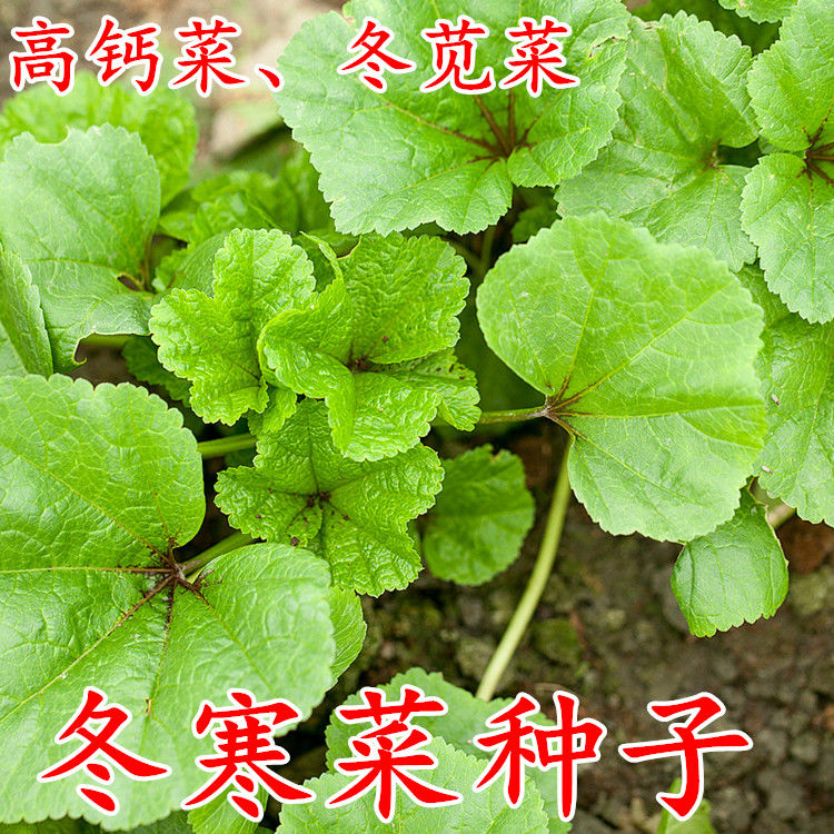 冬寒菜种子糯米冬寒菜籽冬苋菜高钙菜盆栽菜秋冬季四季蔬菜苗孑