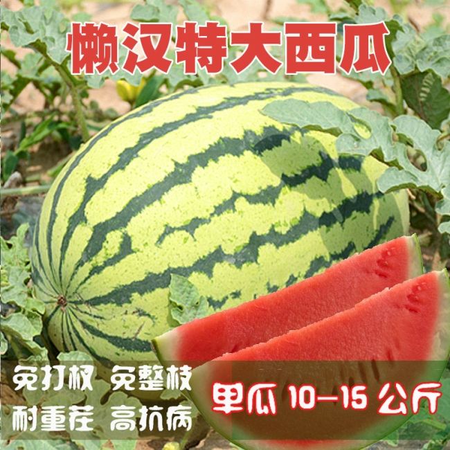 巨型懒汉西瓜种子超甜冰糖麒麟西瓜种籽早熟高产大田水果甜瓜种孑