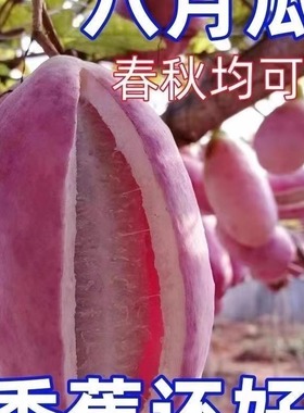 紫色八月瓜种子籽少肉多水果南北方种植果树庭院爬藤甜瓜当年结果