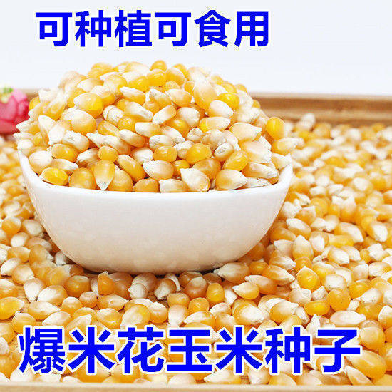 爆米花玉米种子高产早熟爆米花专用南北方大田种植爆裂玉米粒种籽