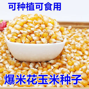 爆米花玉米种子高产早熟爆米花专用南北方大田种植爆裂玉米粒种籽