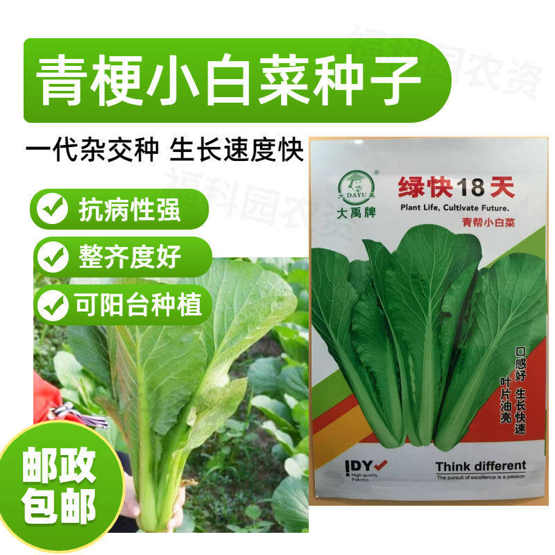 特早熟杂交品种阳台小白菜