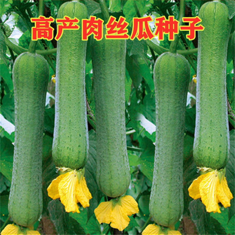 肉丝瓜种子高产早熟瓜种子四季香丝瓜当季阳台易活清香瓜果蔬菜籽