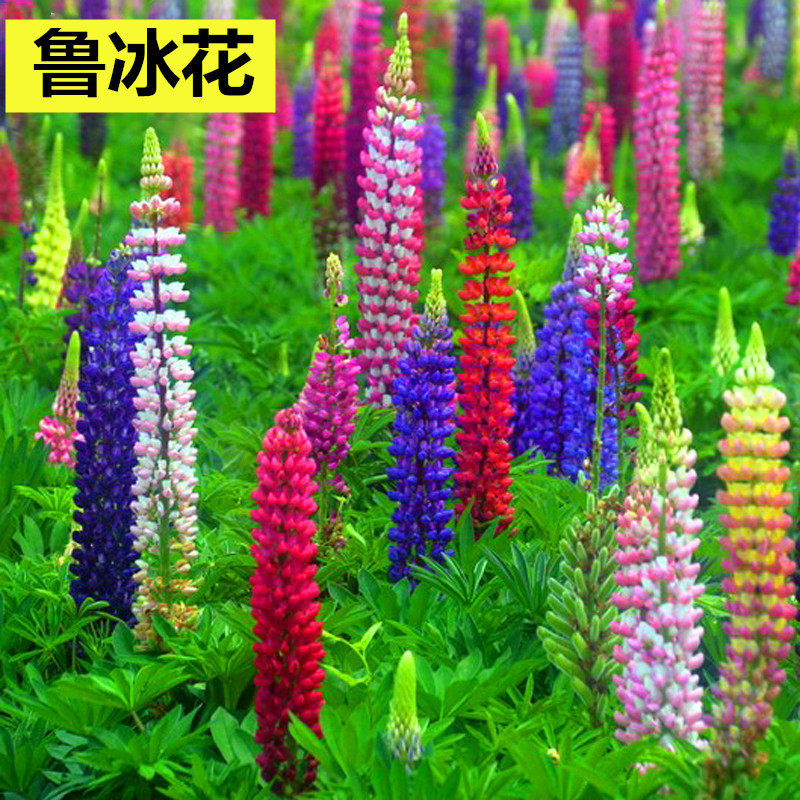 鲁冰花种子易种多年生草本羽扇豆四季花籽易活室外花种子耐寒花海